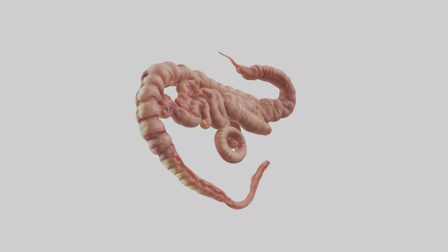 3D model Lion Small Intestine VR / AR / low-poly
