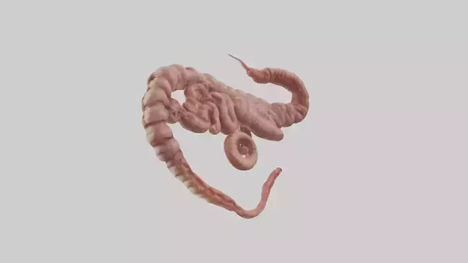 3D model Lion Small Intestine VR / AR / low-poly