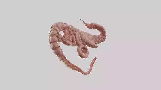 3D model Lion Small Intestine VR / AR / low-poly