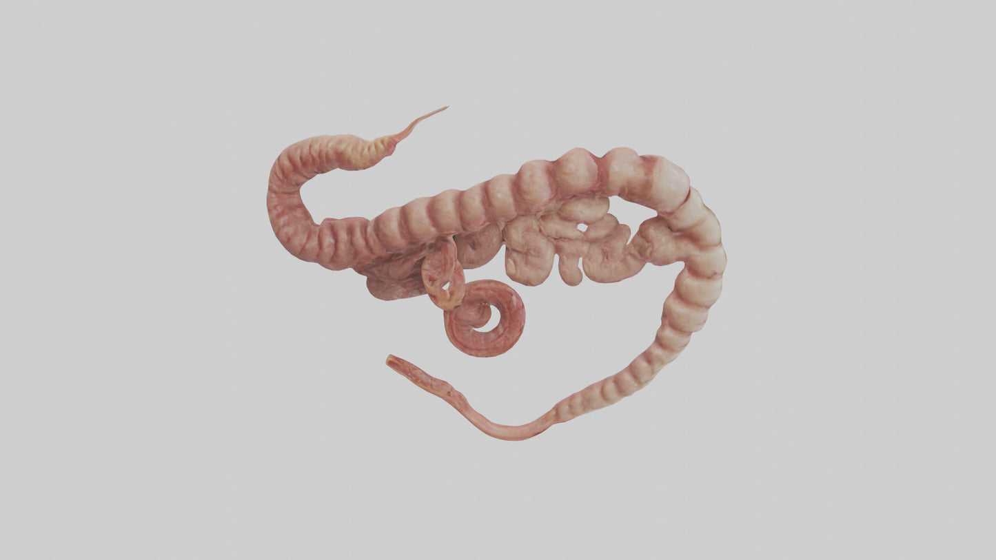 3D model Lion Small Intestine VR / AR / low-poly