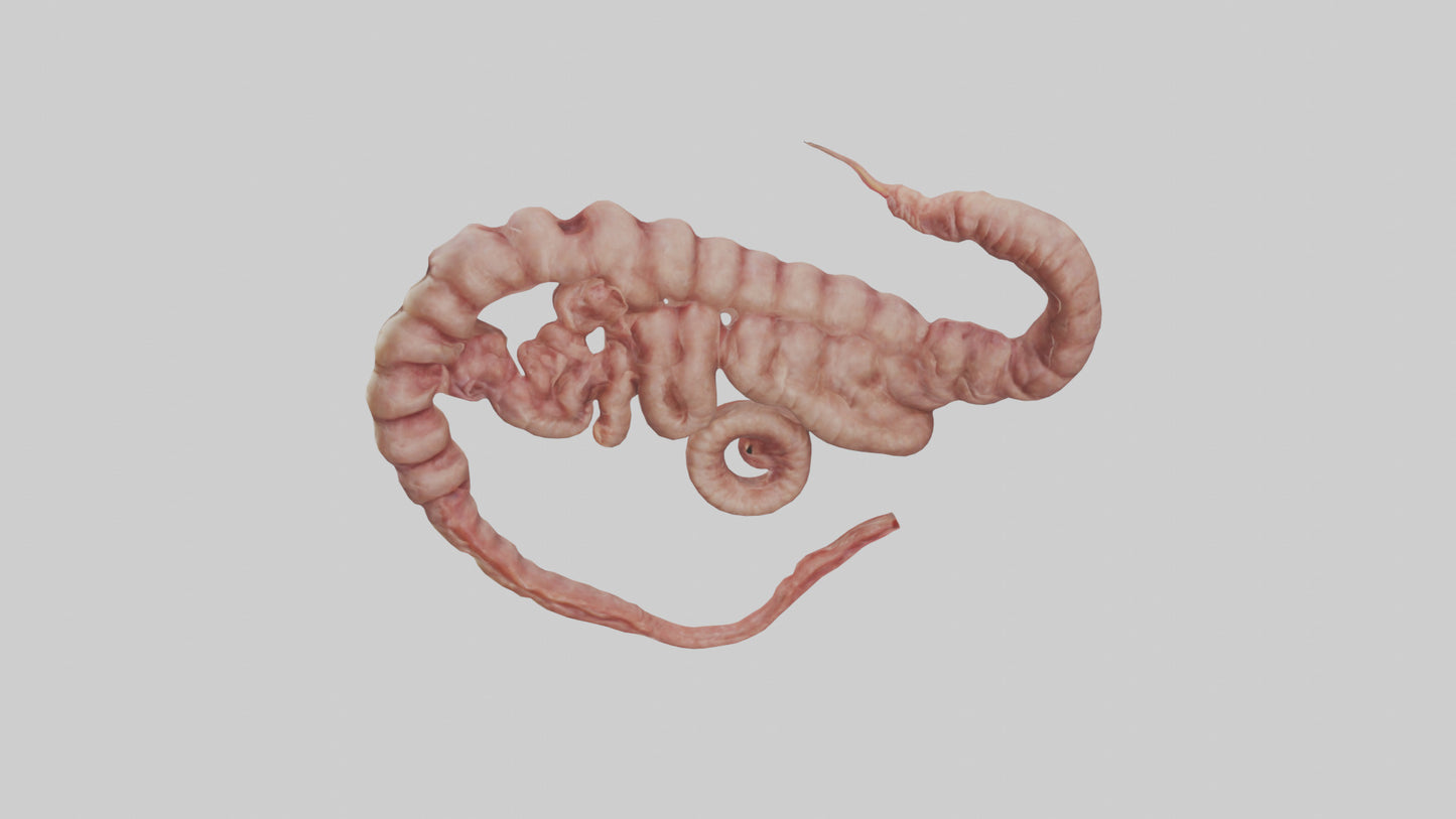 3D model Lion Small Intestine VR / AR / low-poly