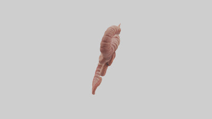 3D model Lion Small Intestine VR / AR / low-poly