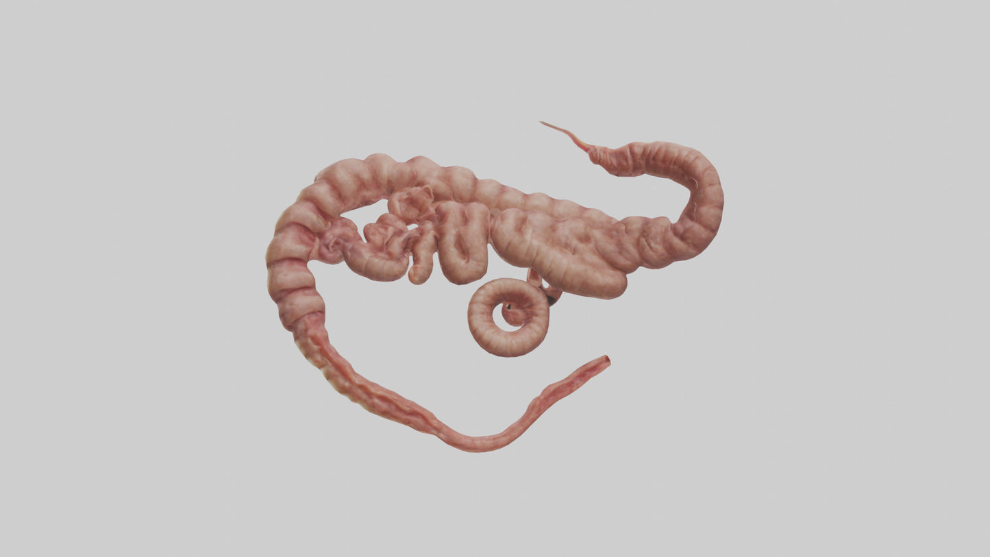 3D model Lion Small Intestine VR / AR / low-poly