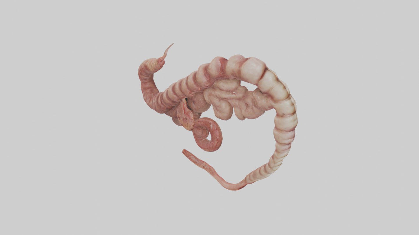 3D model Lion Small Intestine VR / AR / low-poly