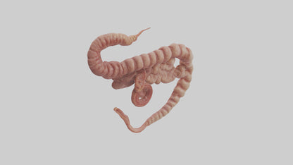 3D model Lion Small Intestine VR / AR / low-poly