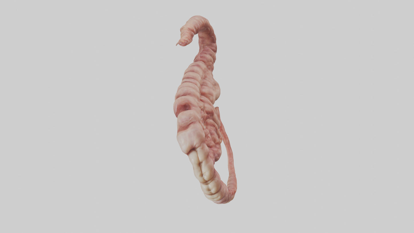 3D model Lion Small Intestine VR / AR / low-poly