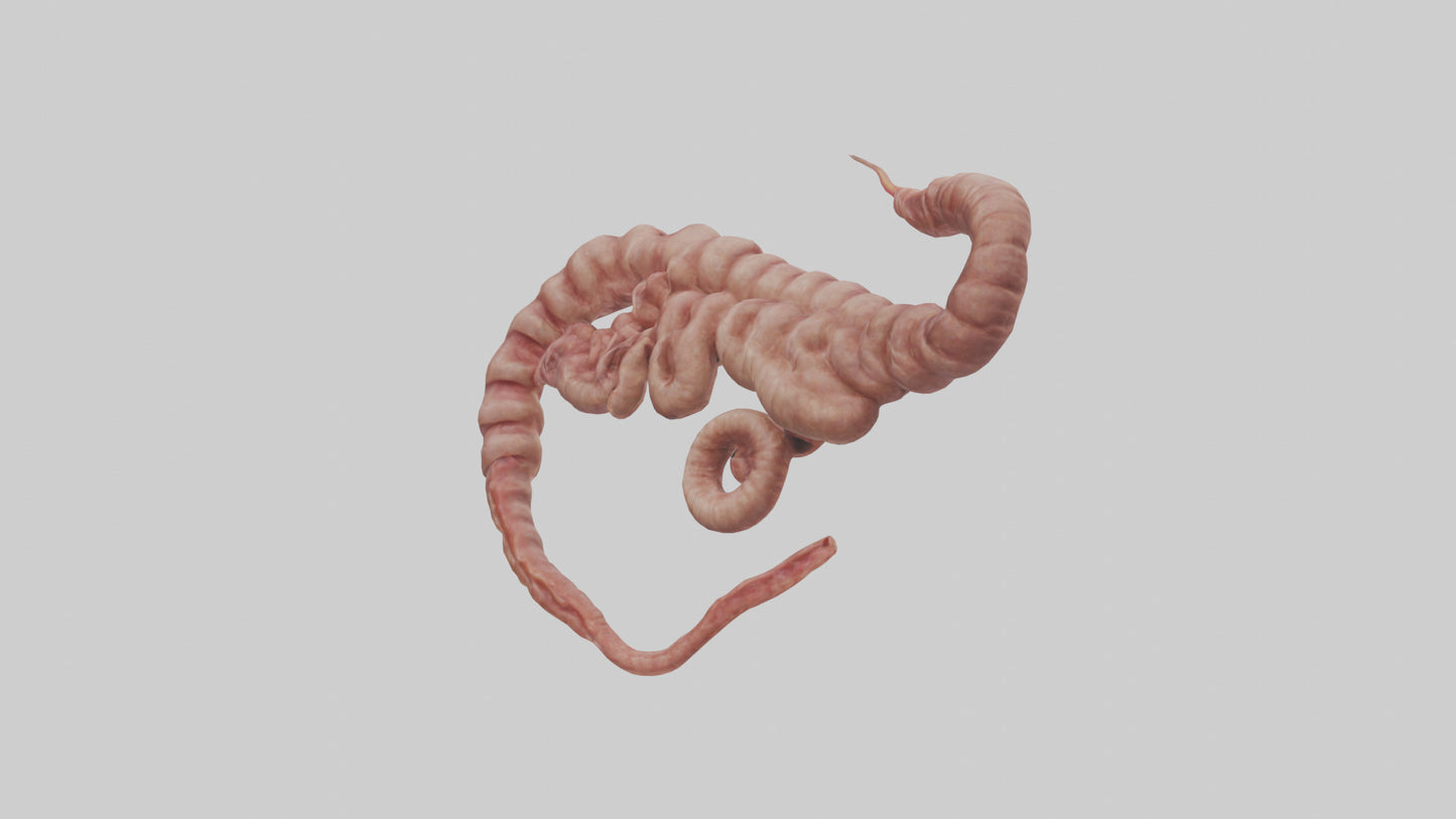 3D model Lion Small Intestine VR / AR / low-poly