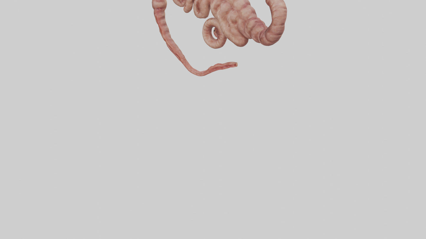 3D model Lion Small Intestine VR / AR / low-poly