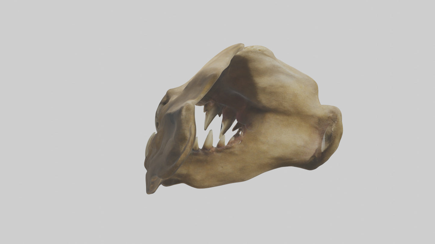 3D model Lion Teeth VR / AR / low-poly