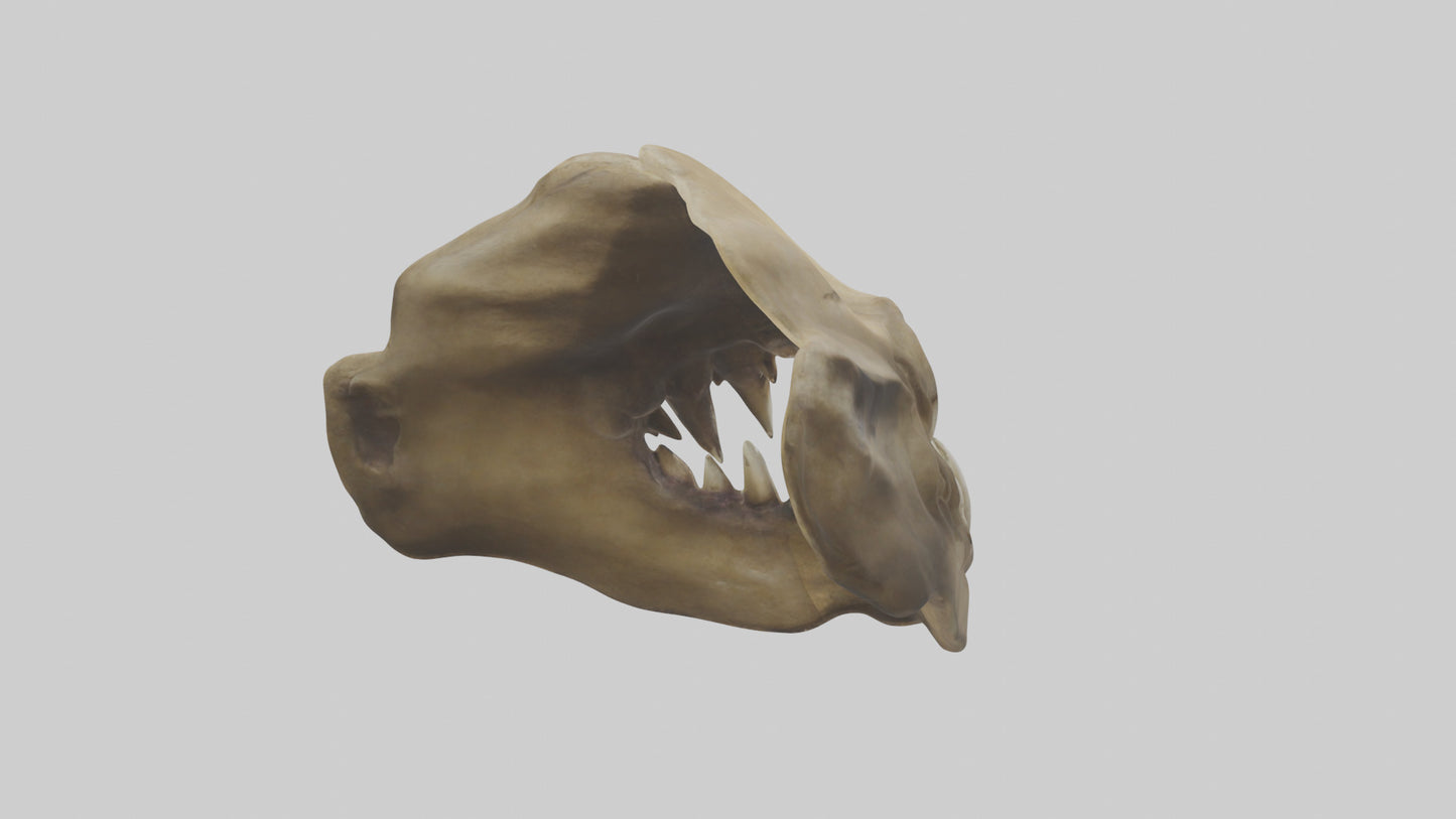 3D model Lion Teeth VR / AR / low-poly