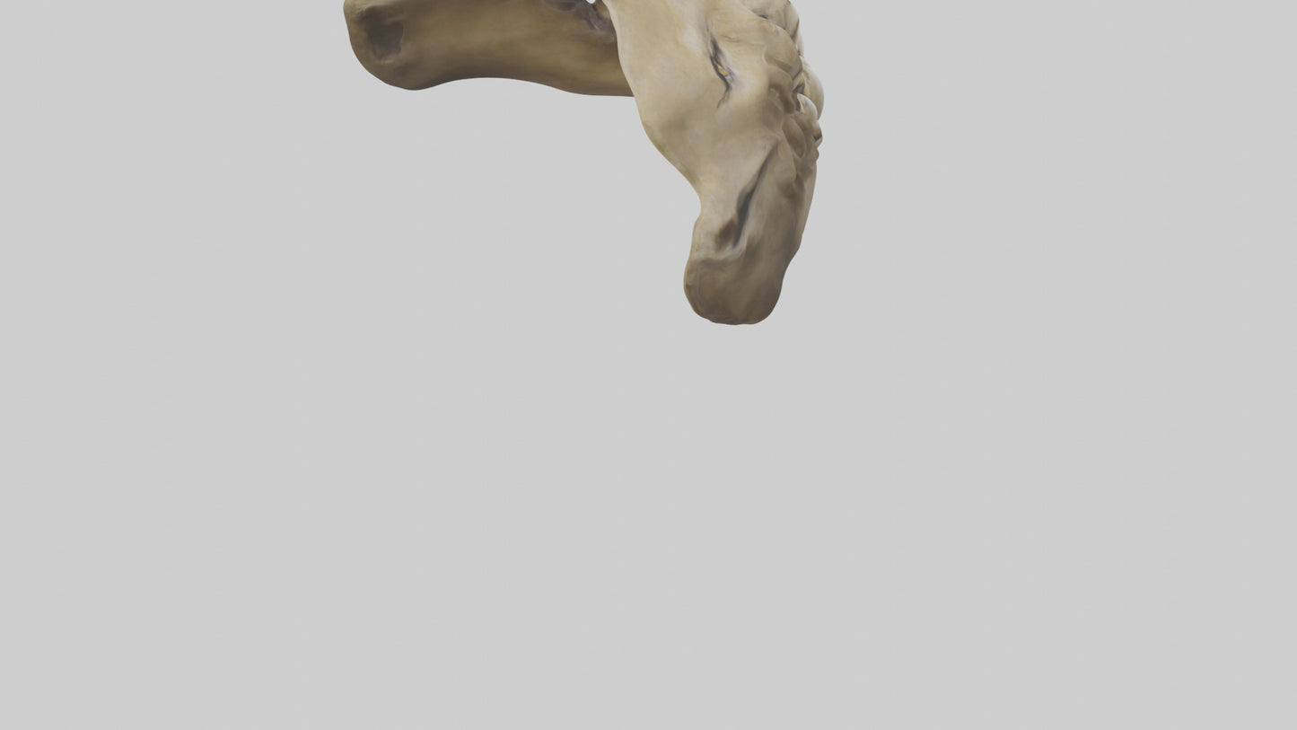 3D model Lion Teeth VR / AR / low-poly