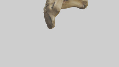 3D model Lion Teeth VR / AR / low-poly