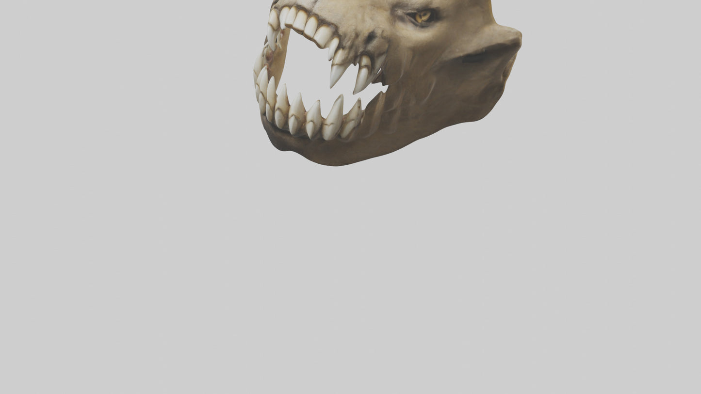 3D model Lion Teeth VR / AR / low-poly