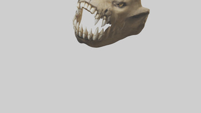 3D model Lion Teeth VR / AR / low-poly