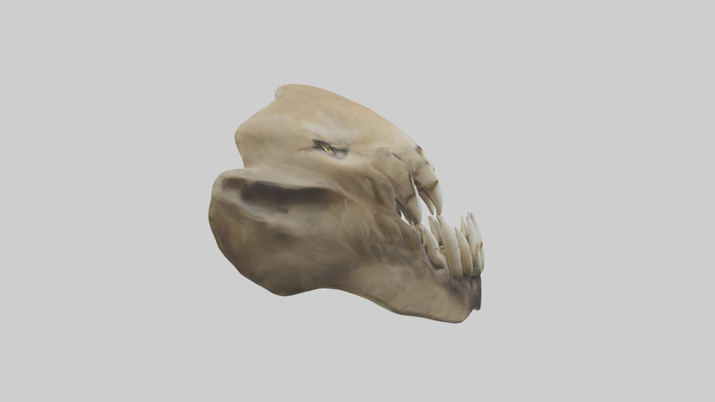 3D model Lion Teeth VR / AR / low-poly
