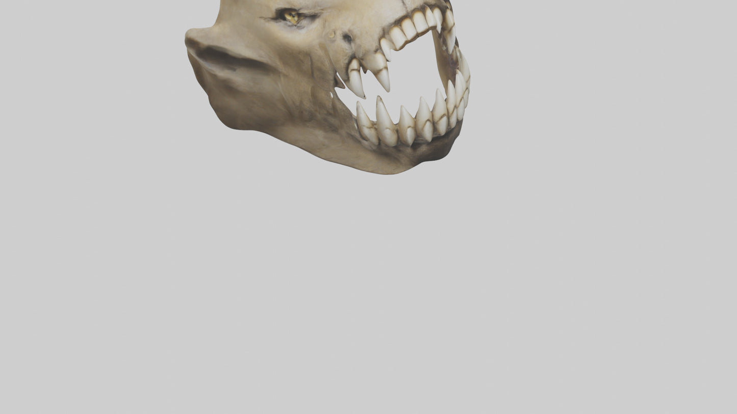 3D model Lion Teeth VR / AR / low-poly
