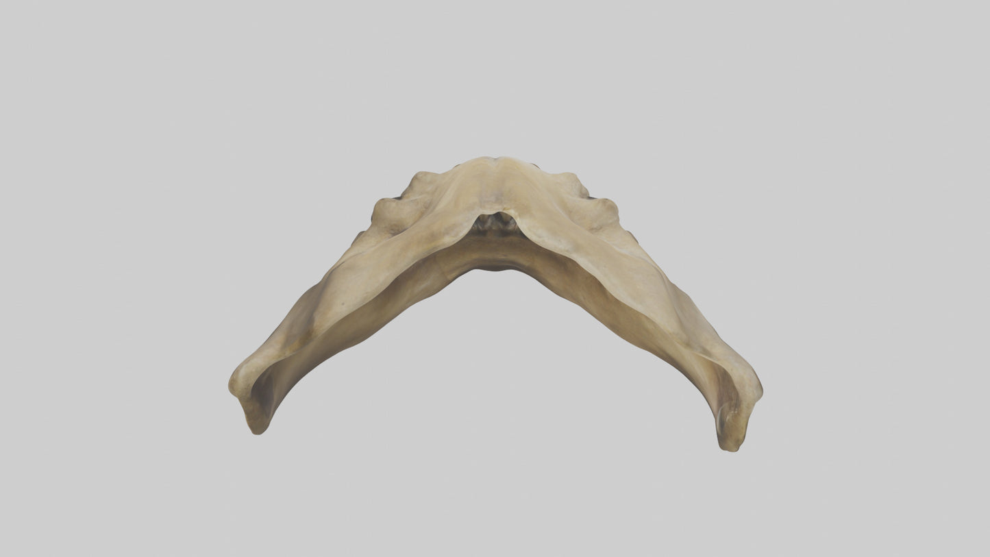 3D model Lion Teeth VR / AR / low-poly