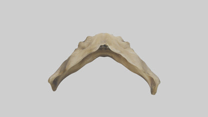 3D model Lion Teeth VR / AR / low-poly