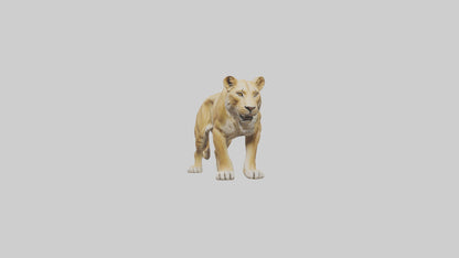 3D model Lioness hunting model VR / AR / low-poly