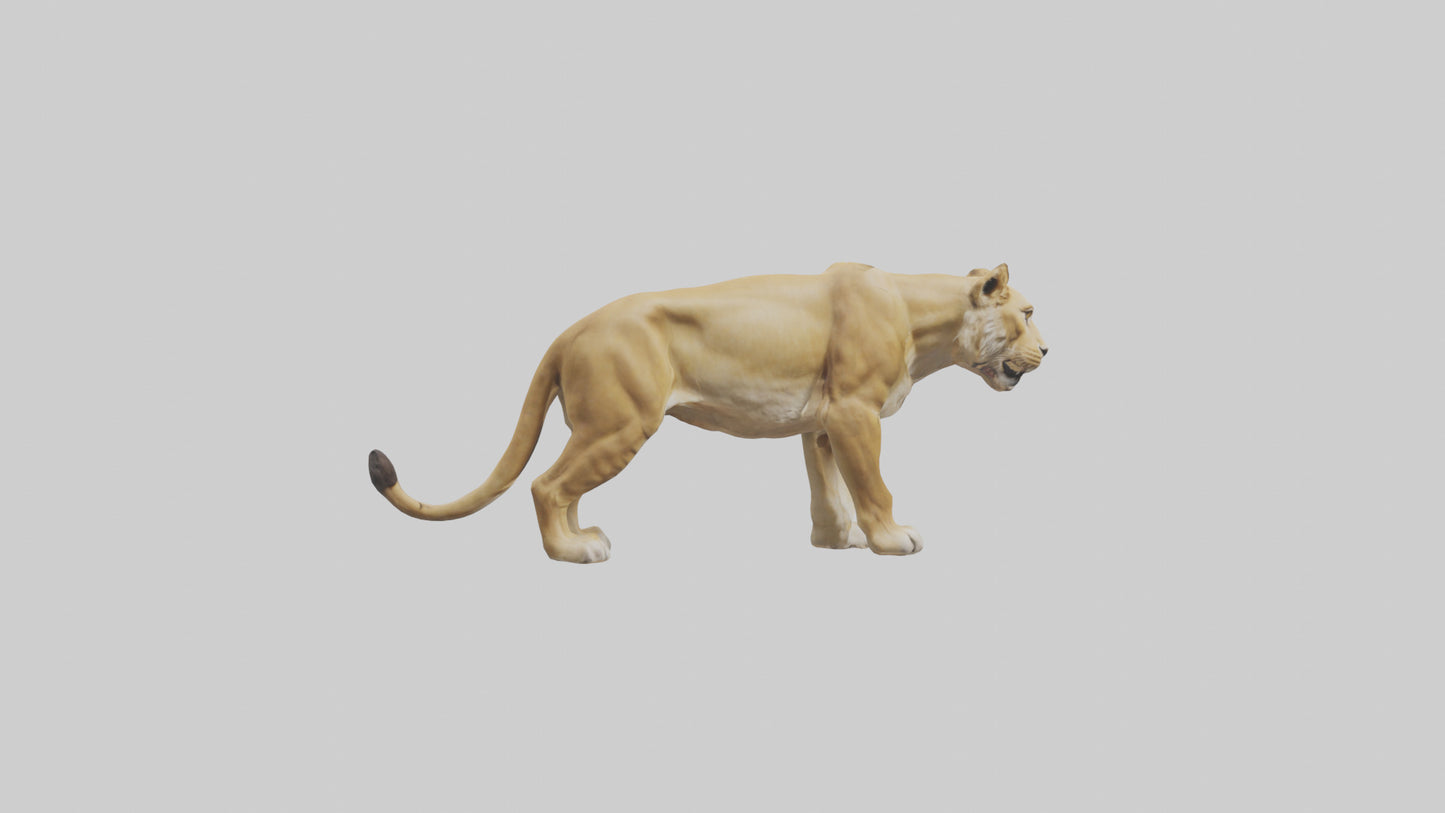 3D model Lioness hunting model VR / AR / low-poly