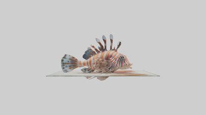 3D model Lionfish hiding among coral model VR / AR / low-poly