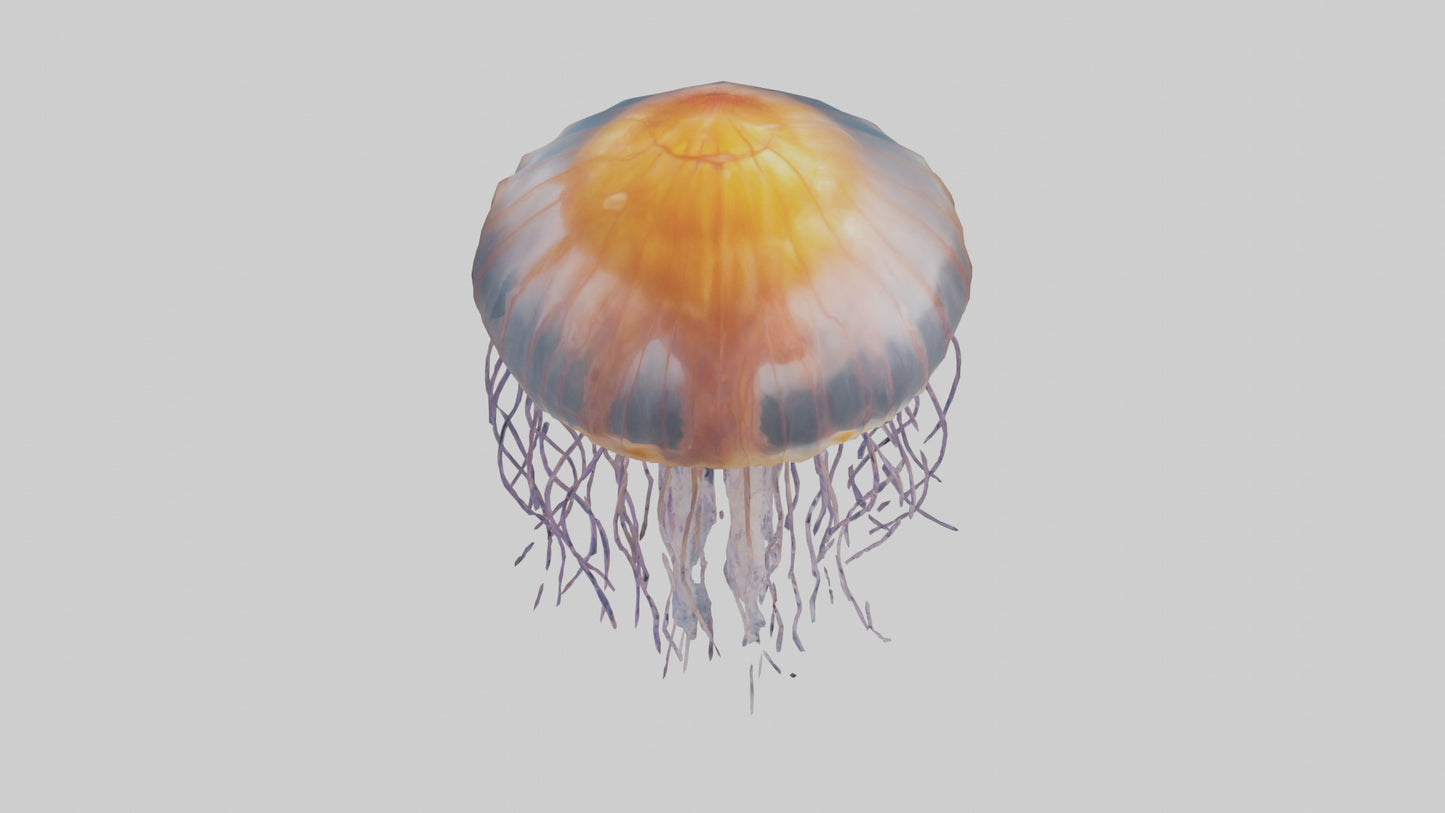 3D model Lions Mane Jellyfish drifting model VR / AR / low-poly