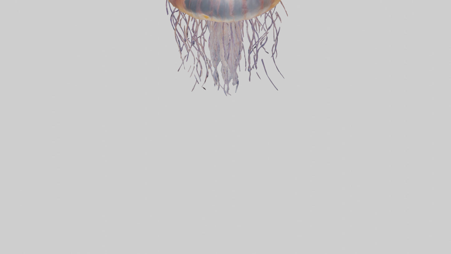3D model Lions Mane Jellyfish drifting model VR / AR / low-poly