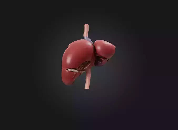 3D model liver organ VR / AR / low-poly