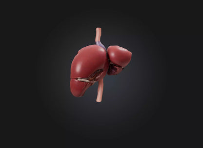 3D model liver organ VR / AR / low-poly