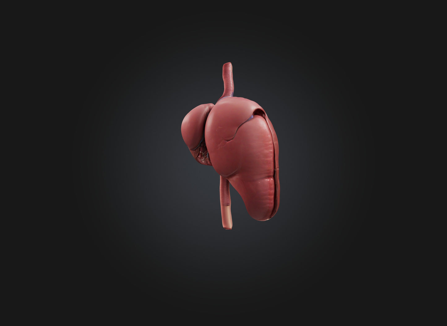 3D model liver organ VR / AR / low-poly