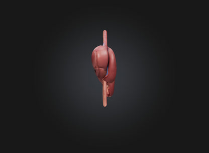 3D model liver organ VR / AR / low-poly