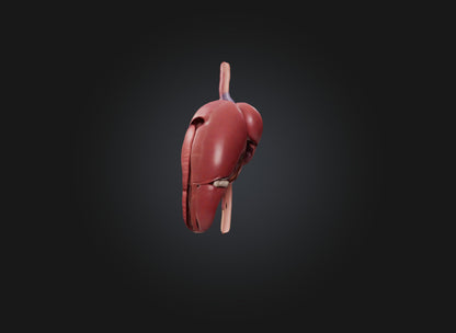 3D model liver organ VR / AR / low-poly
