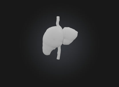 3D model liver organ VR / AR / low-poly