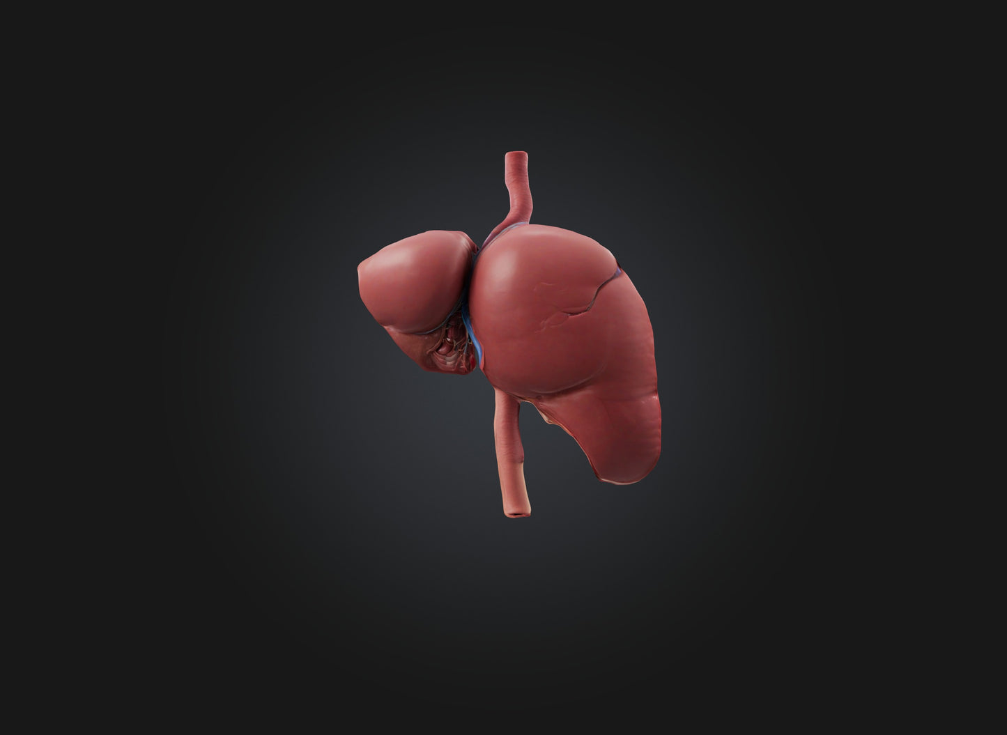 3D model liver organ VR / AR / low-poly