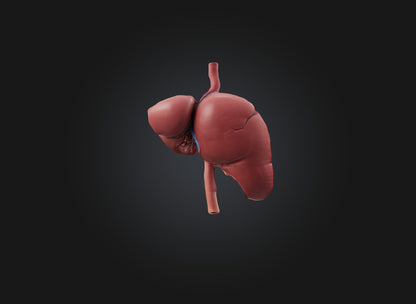 3D model liver organ VR / AR / low-poly