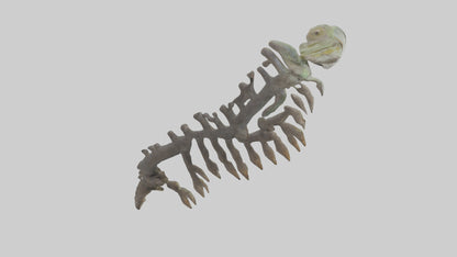3D model Lizard Rib VR / AR / low-poly
