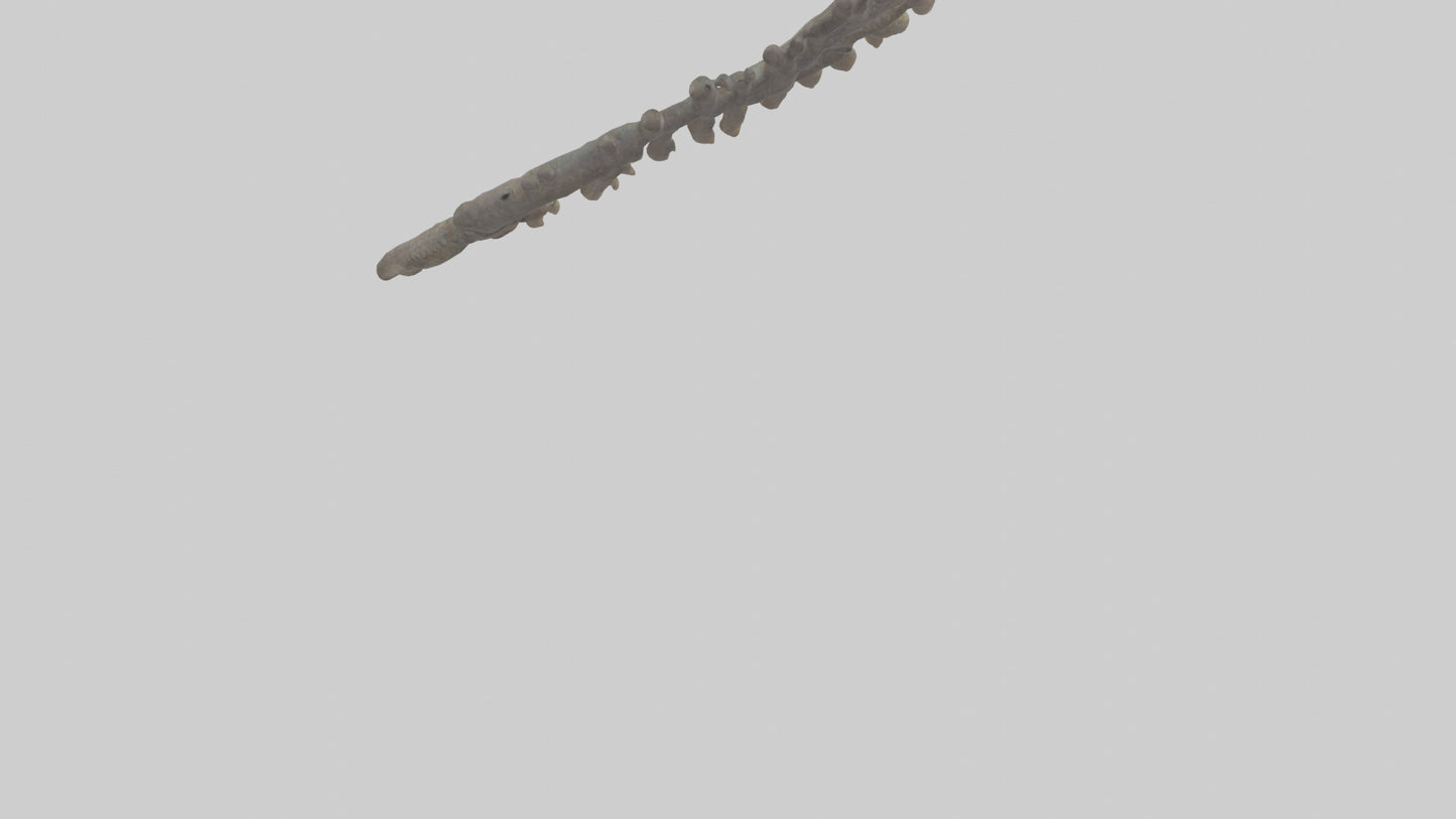3D model Lizard Rib VR / AR / low-poly