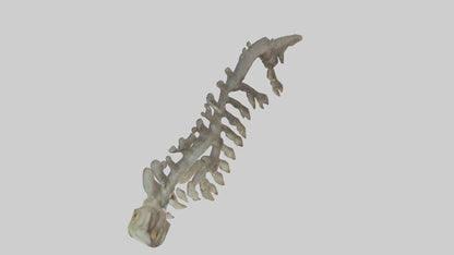 3D model Lizard Rib VR / AR / low-poly