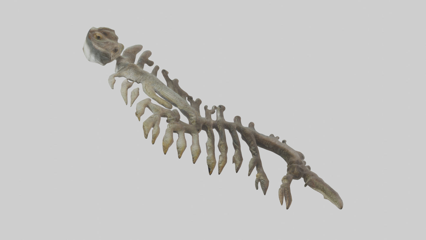 3D model Lizard Rib VR / AR / low-poly