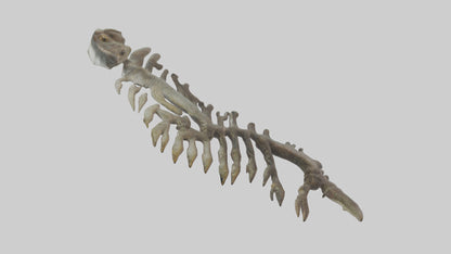 3D model Lizard Rib VR / AR / low-poly