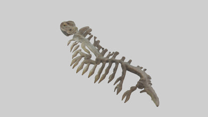 3D model Lizard Rib VR / AR / low-poly