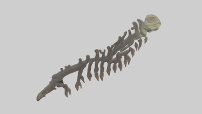 3D model Lizard Rib VR / AR / low-poly