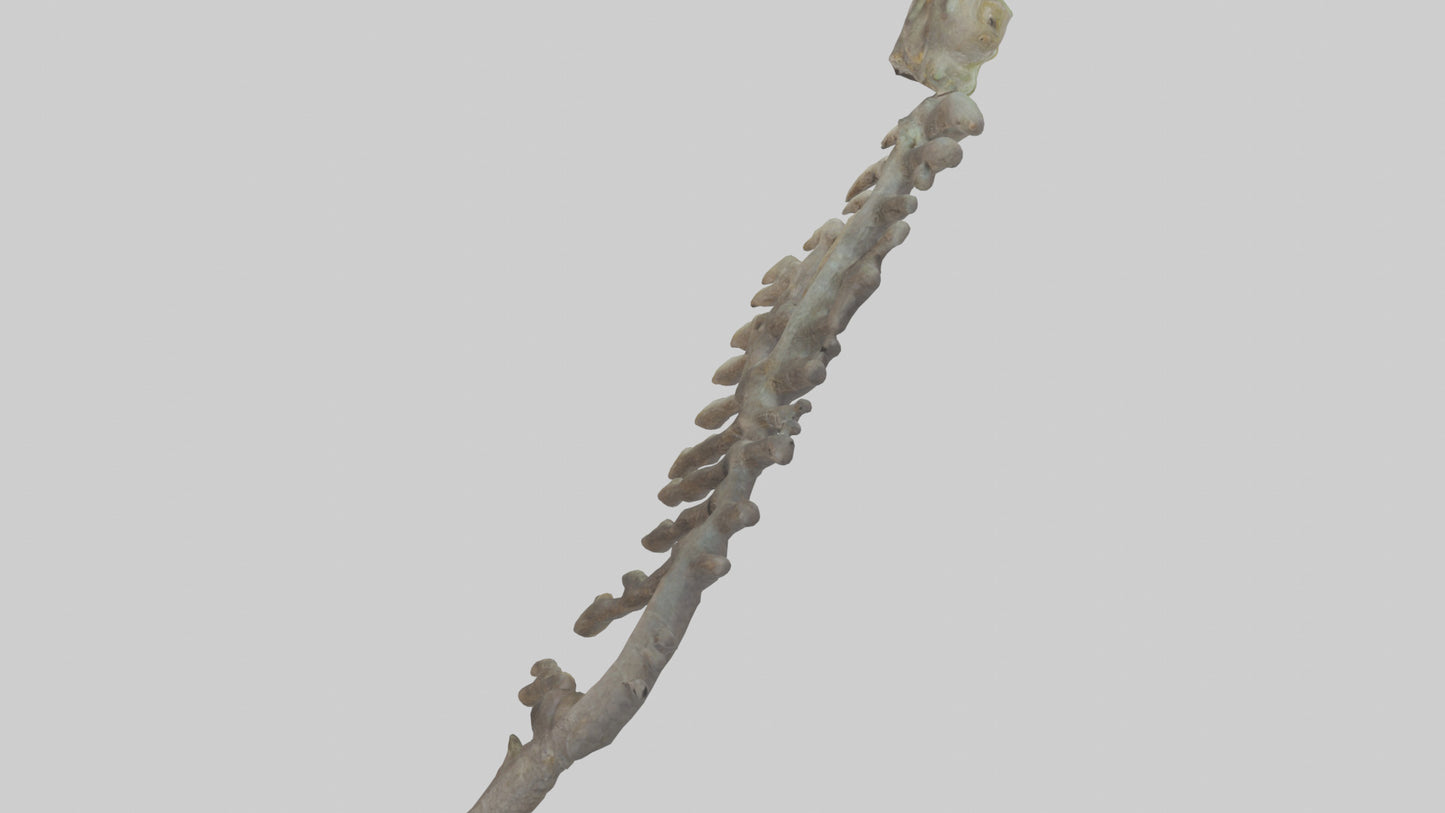 3D model Lizard Rib VR / AR / low-poly