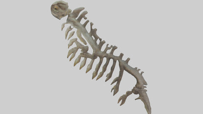 3D model Lizard Rib VR / AR / low-poly