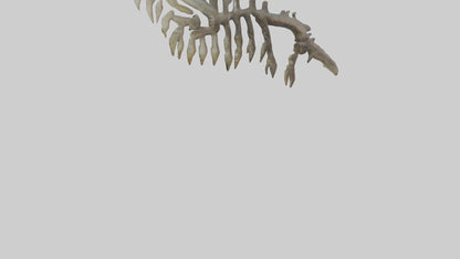 3D model Lizard Rib VR / AR / low-poly