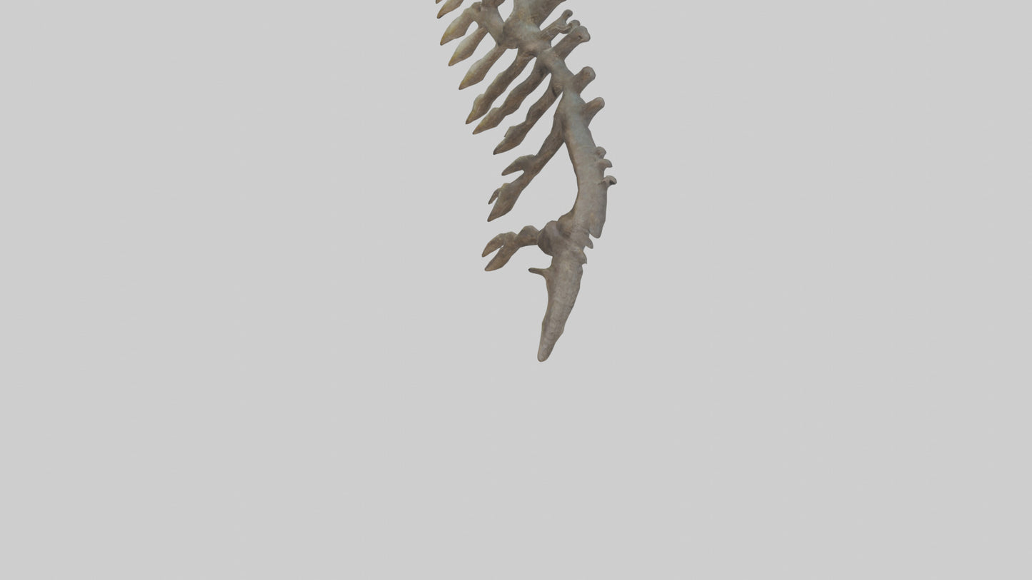 3D model Lizard Rib VR / AR / low-poly