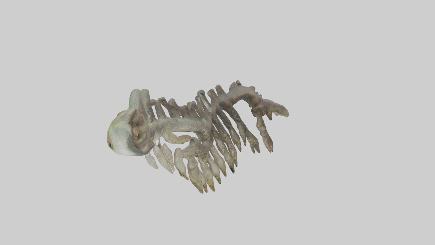 3D model Lizard Rib VR / AR / low-poly