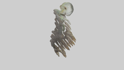 3D model Lizard Rib VR / AR / low-poly