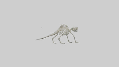 3D model Lizard Skeleton model VR / AR / low-poly