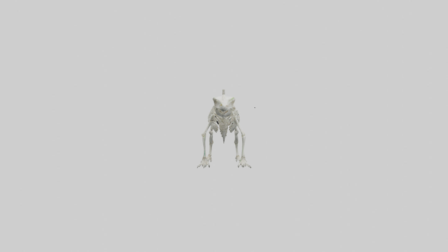 3D model Lizard Skeleton model VR / AR / low-poly